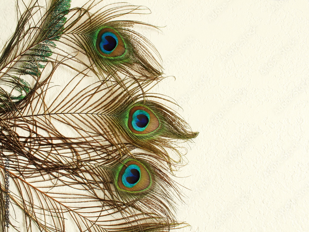 Obraz premium peacock feather in wall texture background with text copy space