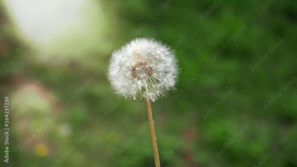 Closeup of white pollen with yellow warm sunlight effect in natural green background. Selected focus. Wide aspect ratio of 16:9.