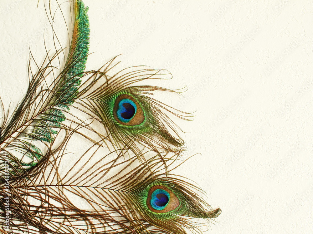 Obraz premium peacock feather in wall texture background with text copy space