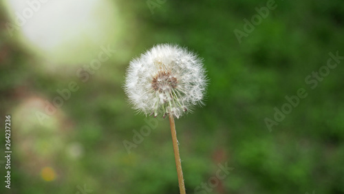 Closeup of white pollen with yellow warm sunlight effect in natural green background. Selected focus. Wide aspect ratio of 16 9.