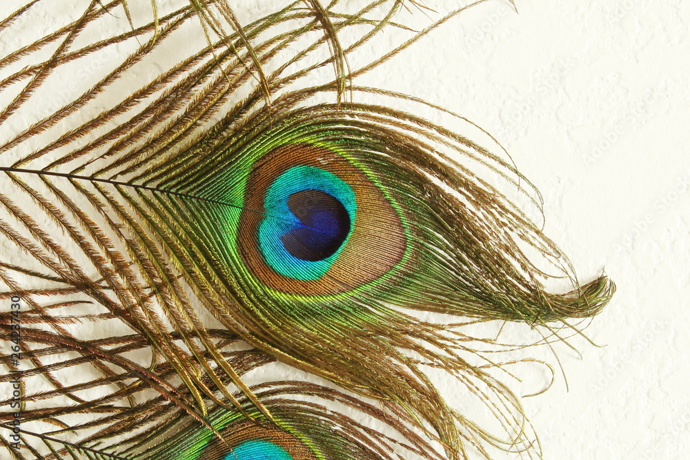 Fototapeta premium peacock feather in wall texture background with text copy space