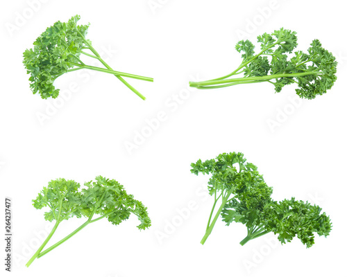 Parsley isolated on white background (set  mix   collection)
