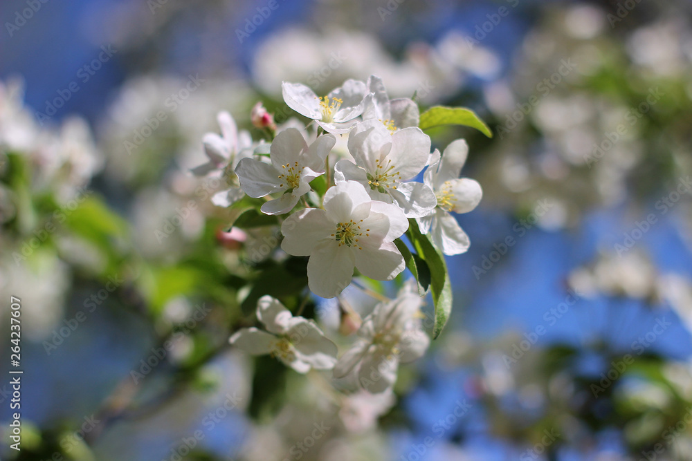 blooming apple tree in the park blooming apple tree in the park