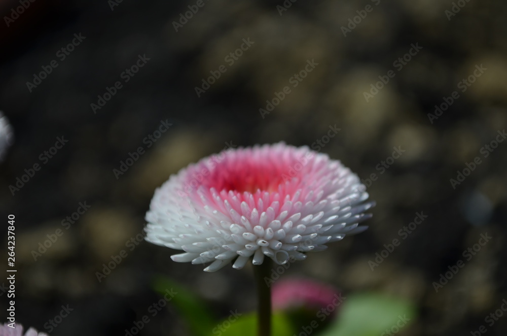 beautiful fluffy daisy flower in the garden beautiful fluffy daisy flower in the garden