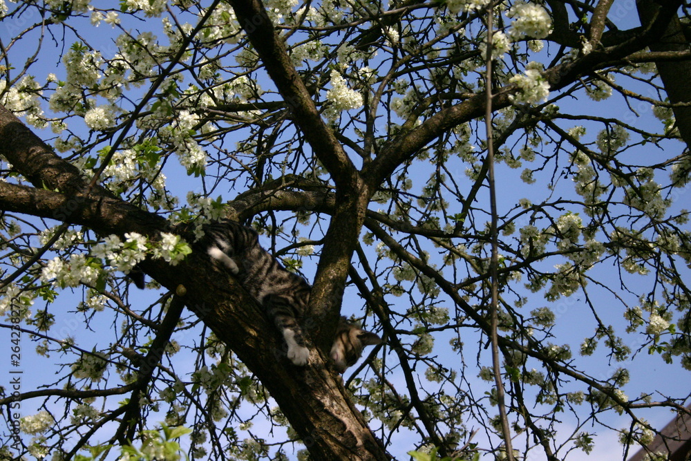 cat on the tree