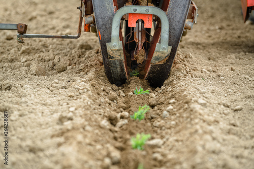 Wallpaper Mural Transplantation of organic lavender with agricultural machinery Torontodigital.ca