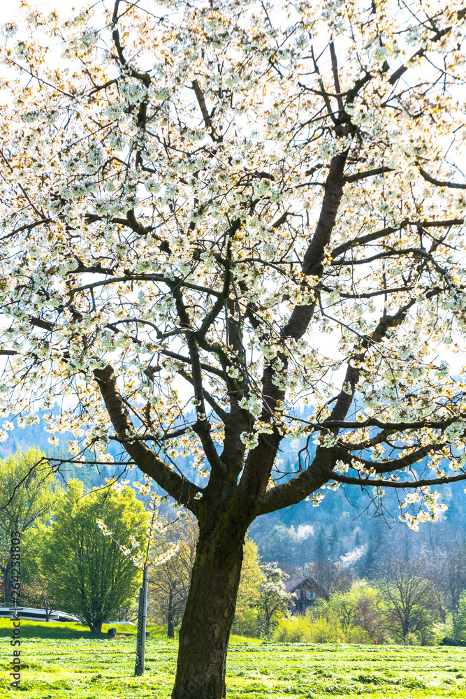 close up view of a single cherry tree with white blossoms