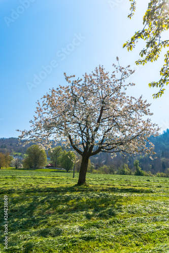 beautiful spring landscape with green fields and blossoming cherry tree under a clear blue sky