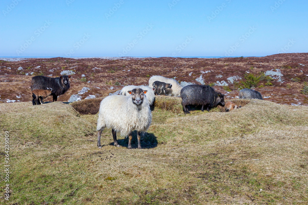 Wild sheeps living outside the whole year on Frøya, an island in Norway