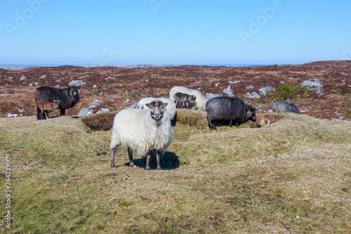 Wild sheeps living outside the whole year on Frøya, an island in Norway