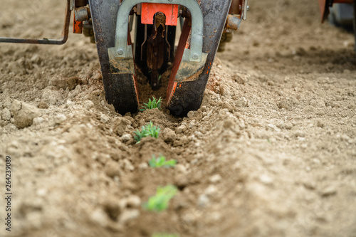 Transplantation of organic lavender with agricultural machinery