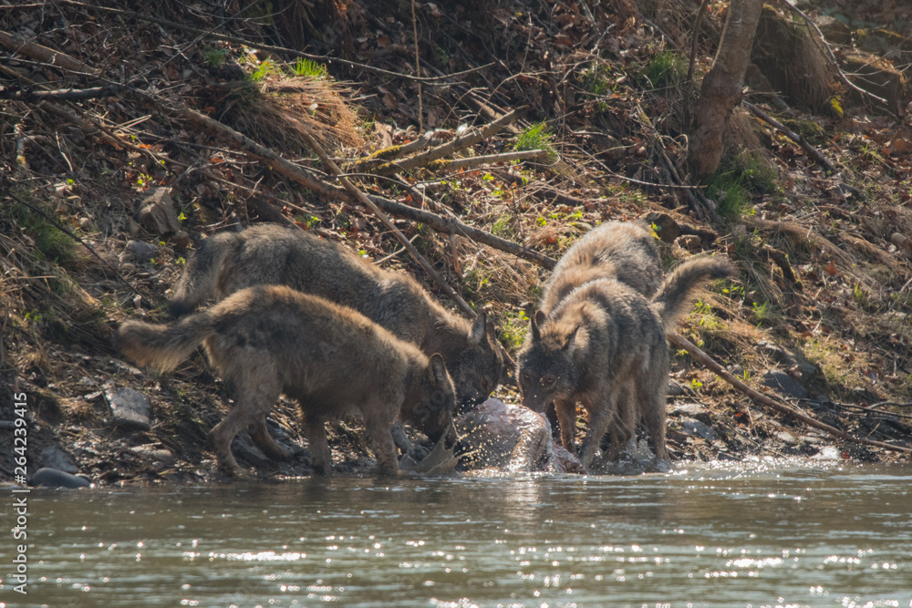 custom made wallpaper toronto digitalA pack of wolves (Canis lupus) with a hunted wild boar (Sus scrofa) . Bieszczady Mountains. Poland