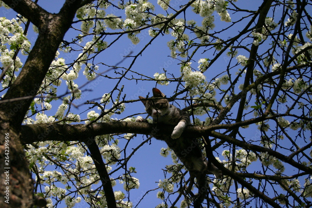 cat on the tree cat on the tree