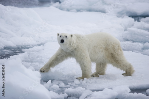 Polar bear walking among the ice inthe Arctic