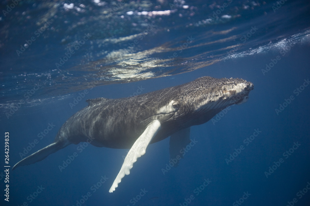 Naklejka premium Humpback whale underwater in the Caribbean