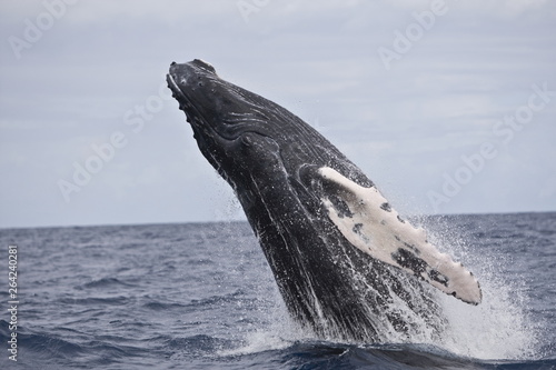 Humpback whale breaching in the Caribbean