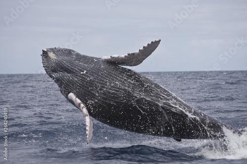 Humpback whale breaching in the Caribbean