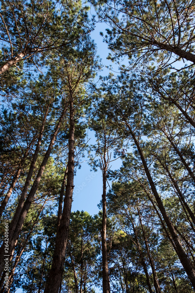 High angle view of the pine forest. High angle view of the pine forest.