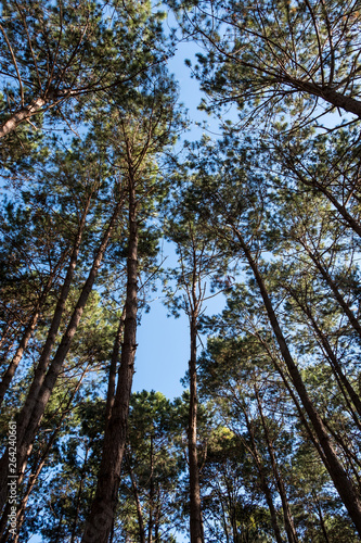 High angle view of the pine forest.