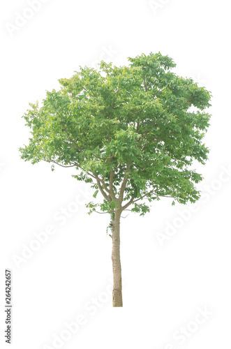 tree beautiful green leaves and branch isolated on white background cutout with clipping path.