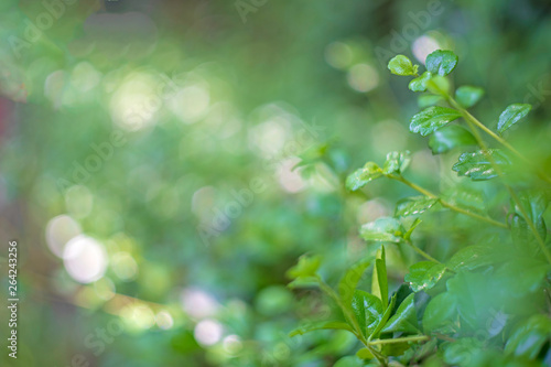 Spot focus Close-up, green leaves Blurred bokeh as background In the natural garden in the daytime.