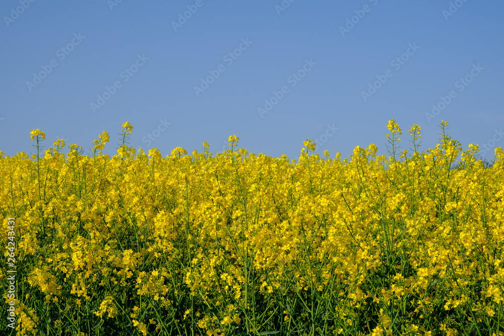 Obraz premium Flowering Rapeseed Plants