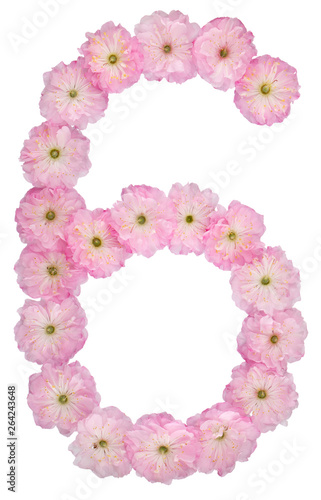 Numeral 6, six, from natural pink flowers of almond tree, isolated on white background