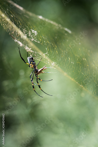 Golden Orb Web Spider mit Beute, fotografiert in Südafrika, Kruger National Park / Selati Game Reserve
