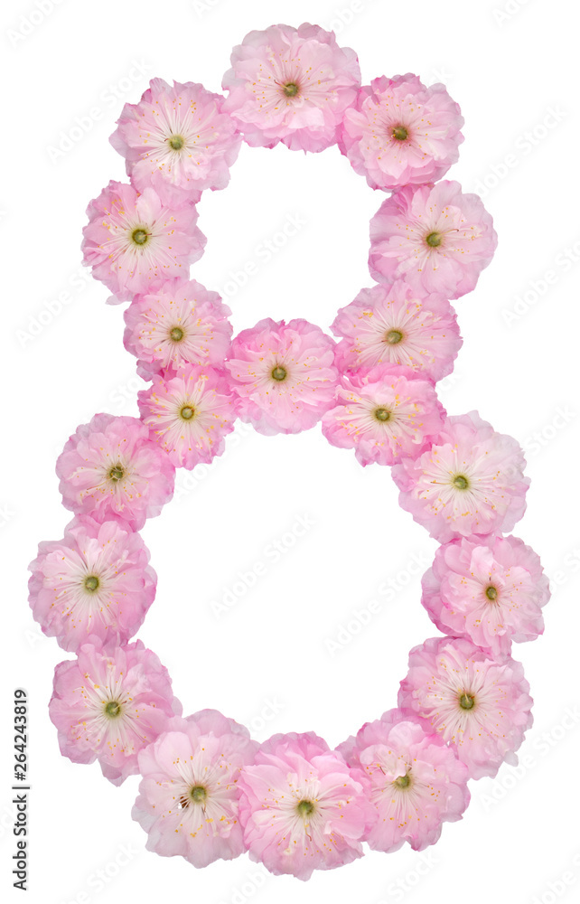 Numeral 8, eight, from natural pink flowers of almond tree, isolated on white background Numeral 8, eight, from natural pink flowers of almond tree, isolated on white background