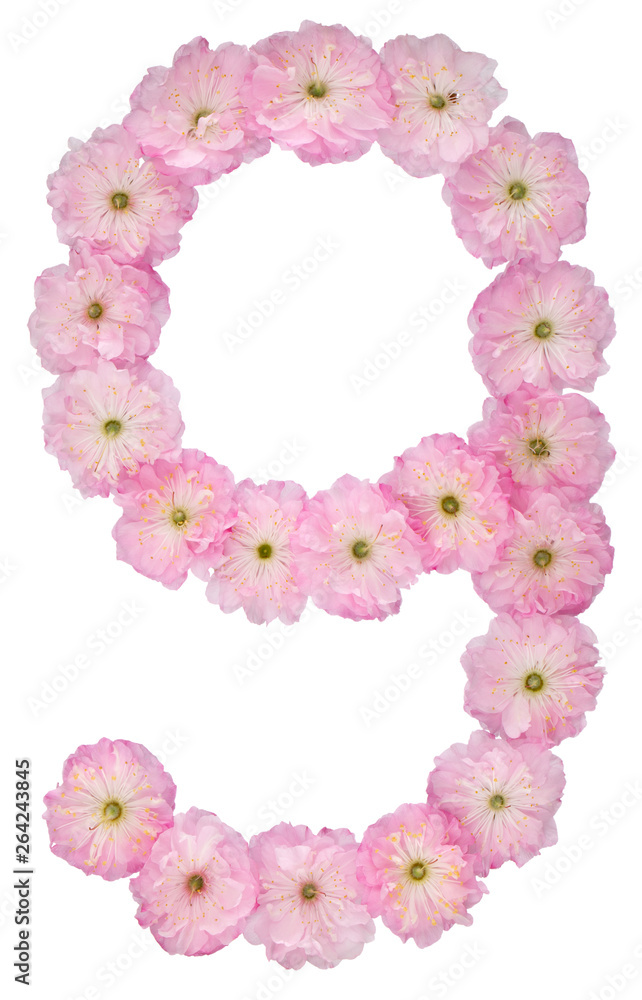 Numeral 9, nine, from natural pink flowers of almond tree, isolated on white background
