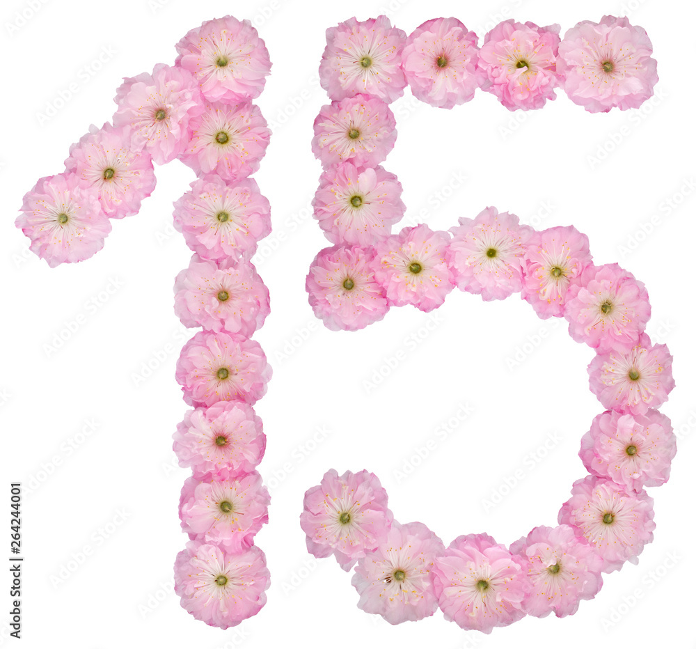 Numeral 15, fifteen, from natural pink flowers of almond tree, isolated on white background