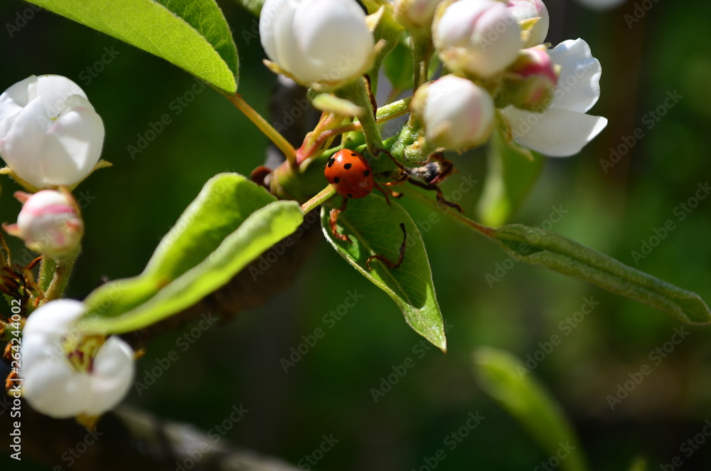 pear branch with white flowers and buds pear branch with white flowers and buds