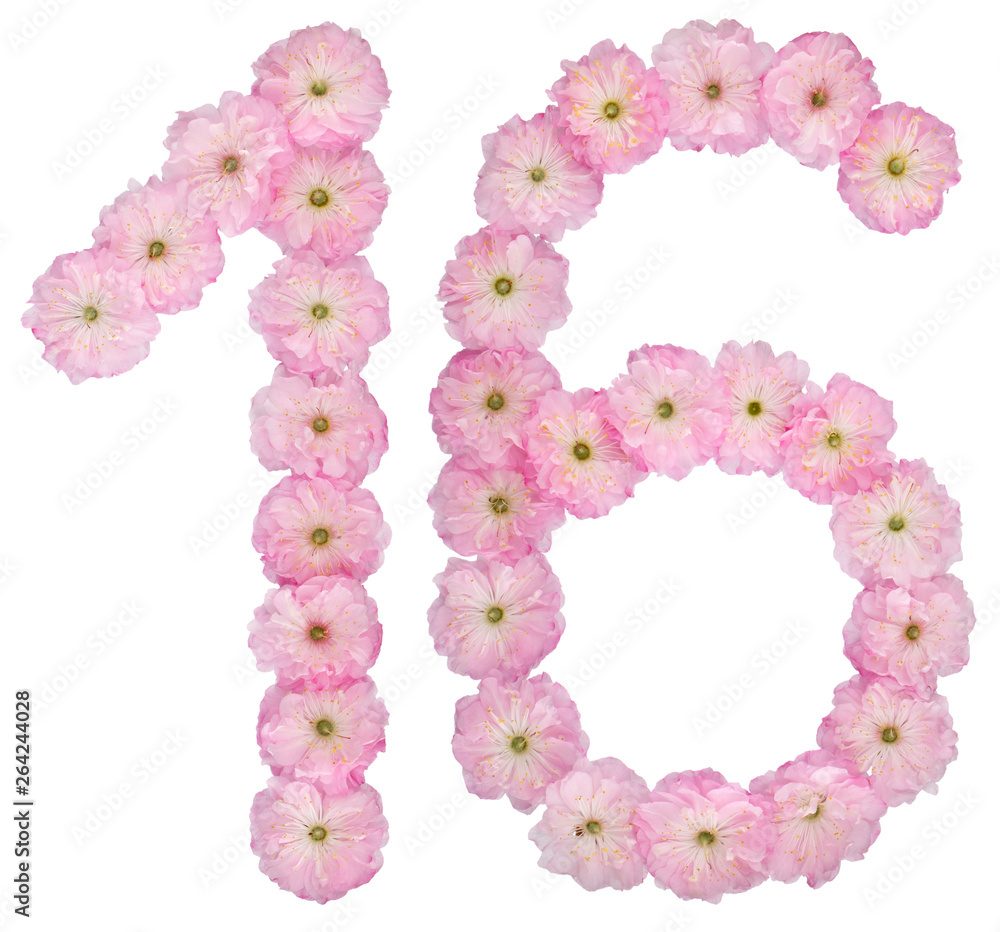 Numeral 16, sixteen, from natural pink flowers of almond tree, isolated on white background