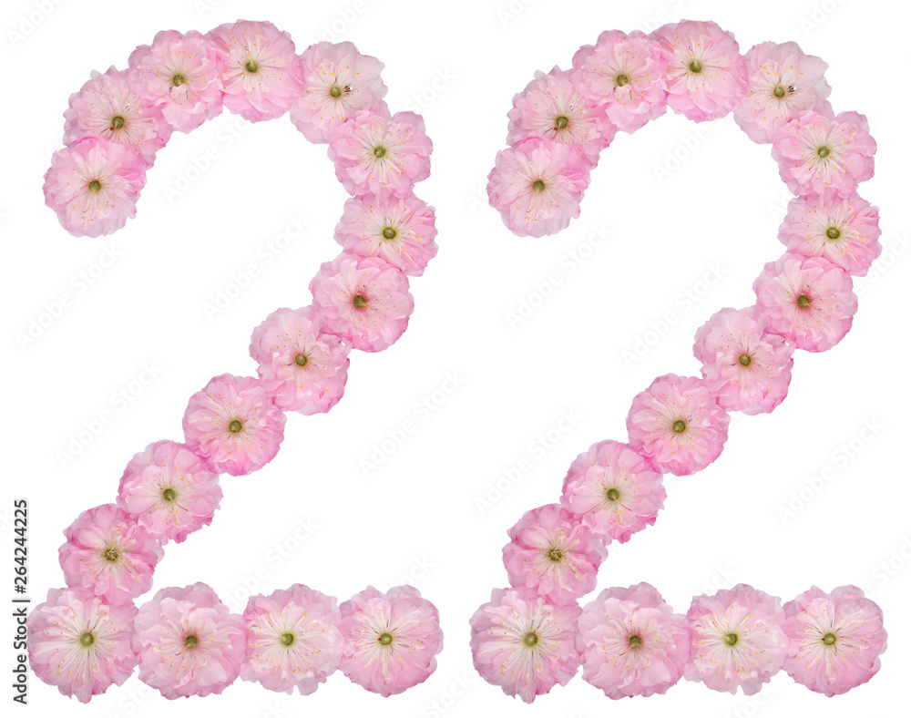 Numeral 22, twenty two, from natural pink flowers of almond tree, isolated on white background