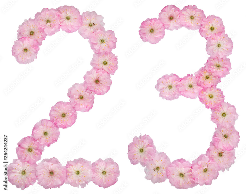 Numeral 23, twenty three, from natural pink flowers of almond tree, isolated on white background