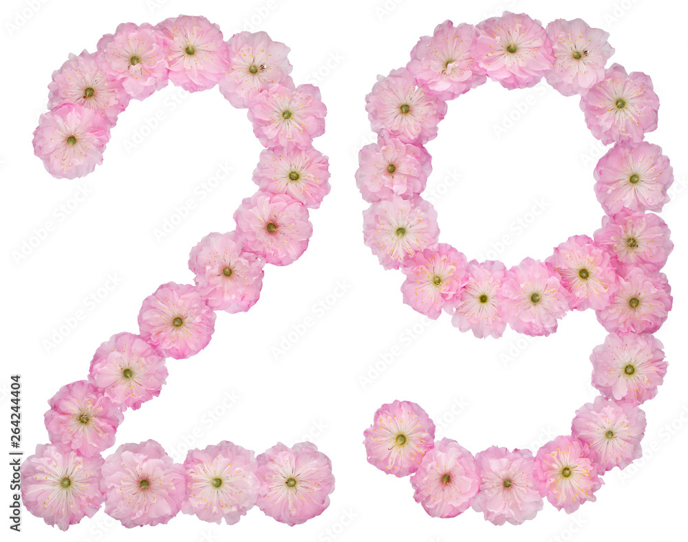 Numeral 29, twenty nine, from natural pink flowers of almond tree, isolated on white background