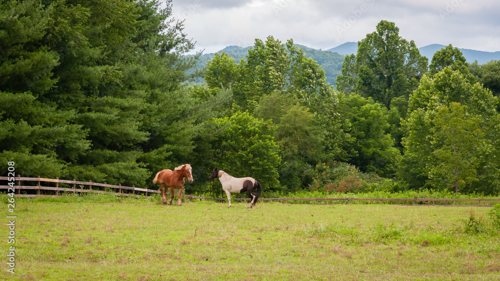 Naklejka premium horses