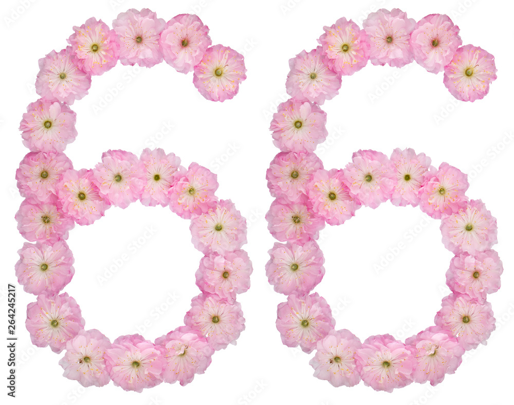 Numeral 66, sixty six, from natural pink flowers of almond tree, isolated on white background
