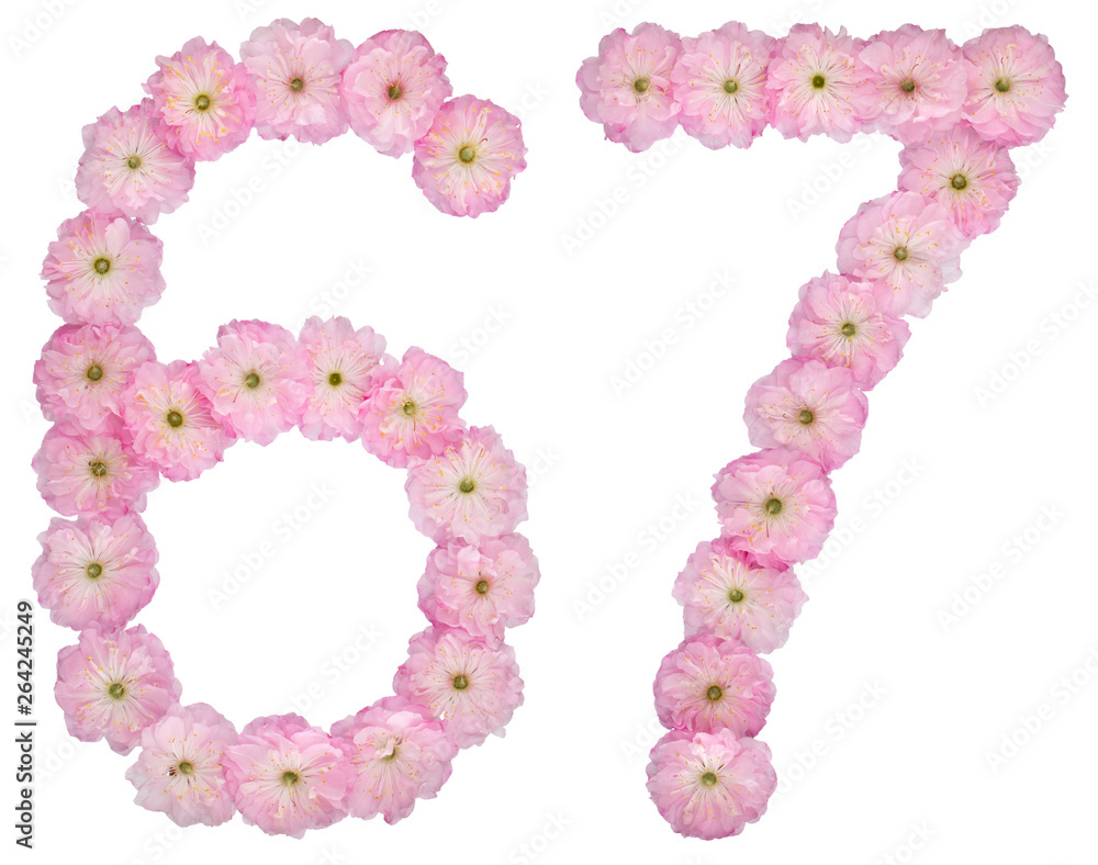Numeral 67, sixty seven, from natural pink flowers of almond tree, isolated on white background