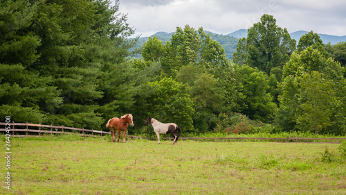 horses