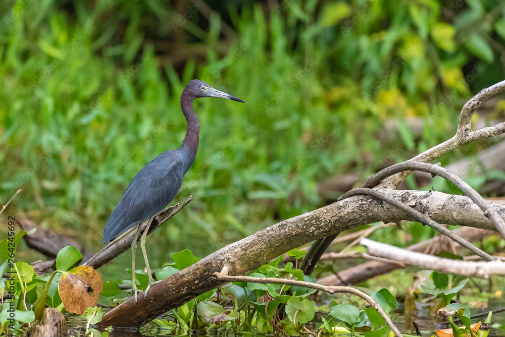 Naklejka premium Little Blue Heron, Egretta caerulea, bird perched on a branch in Costa Rica