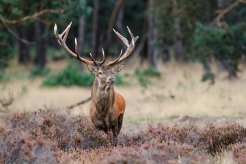 Stickers Hert Bronstig edelhert op de Veluwe  © henk bogaard