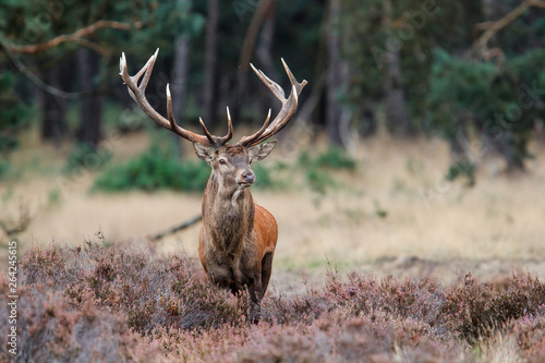Red deer stag in rutting season in the forest of National Park Hoge Veluwe in the Netherlands 