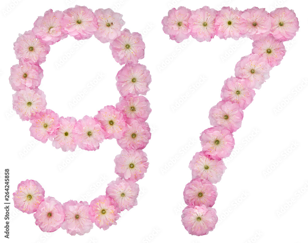 Numeral 97, ninety seven, from natural pink flowers of almond tree, isolated on white background