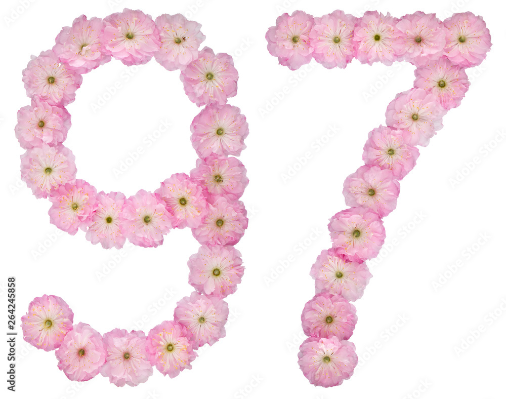 Numeral 97, ninety seven, from natural pink flowers of almond tree, isolated on white background Numeral 97, ninety seven, from natural pink flowers of almond tree, isolated on white background