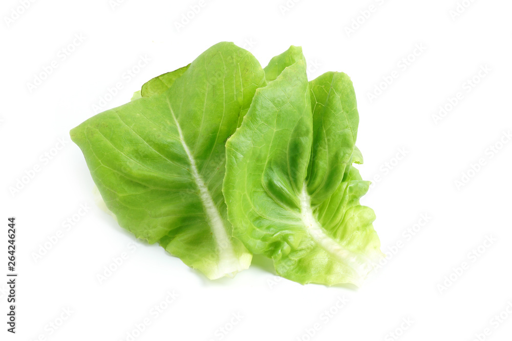 Organic Hydroponics Vegetable for salad Buttter Head Leaf isolated on white background Organic Hydroponics Vegetable for salad Buttter Head Leaf isolated on white background