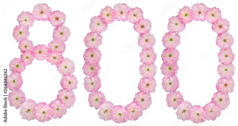 Numeral 800, eight hundred, from natural pink flowers of almond tree, isolated on white background Numeral 800, eight hundred, from natural pink flowers of almond tree, isolated on white background