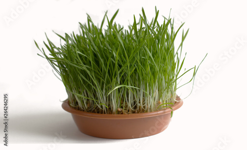 Green grass grows in a brown plate isolate with white background