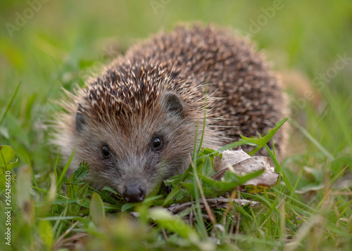 Common cute hedgehog on green grass in spring or summer forest during sunset. Young beautiful hedgehog in natural habitat outdoors in the nature.