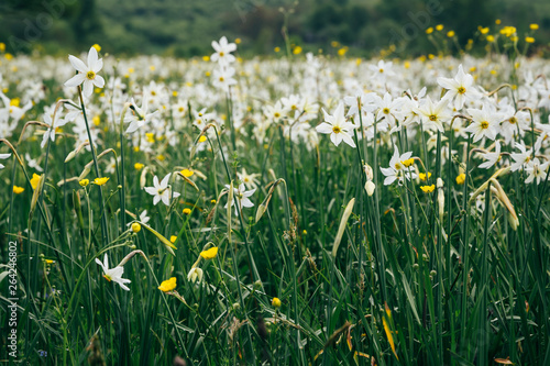 Flowering wild narrow leaf narcissus in natural lowland habitat. Famous Narcissus Valley, international network of biosphere reserves by UNESCO. Ukraine